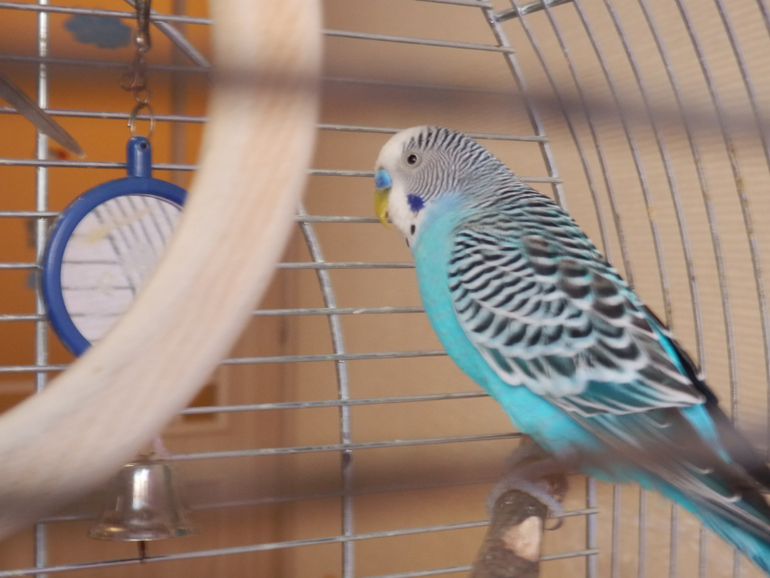 Расскажу и я о нашей семейке волнистиков))