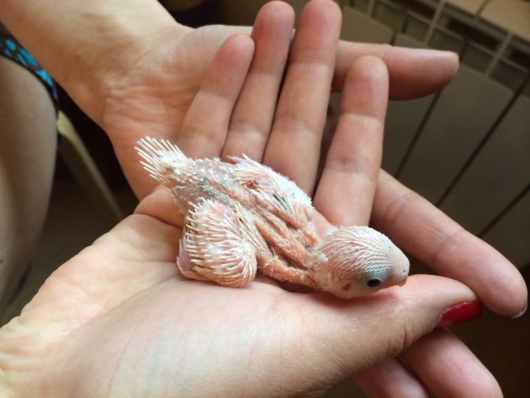 Расскажу и я о нашей семейке волнистиков))