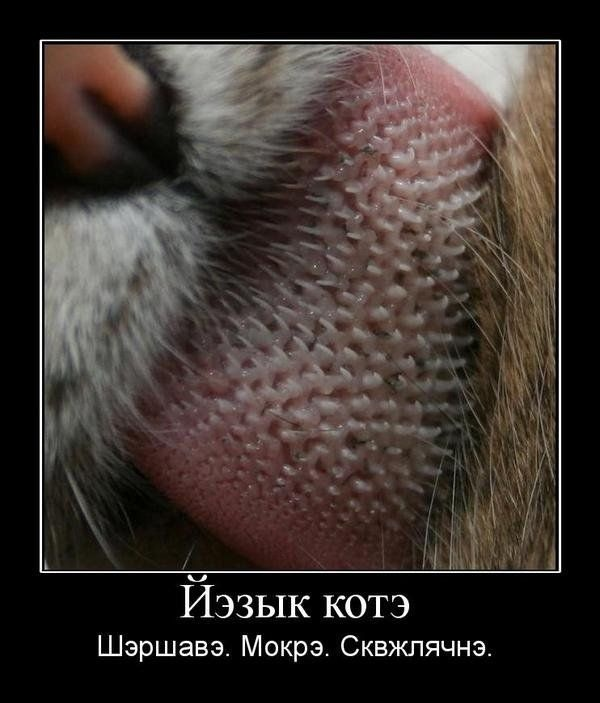 Разбирала картинки на компе, хочу поделиться баянами)