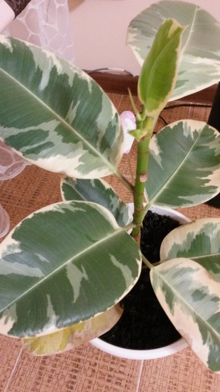 Наконец то теперь и наша история