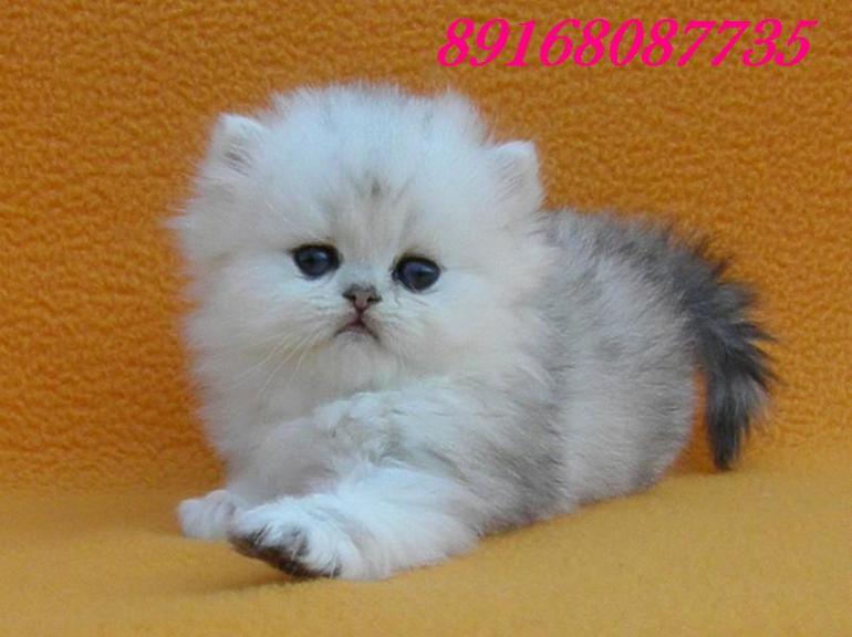 Персидские котята серебристая шиншилла.