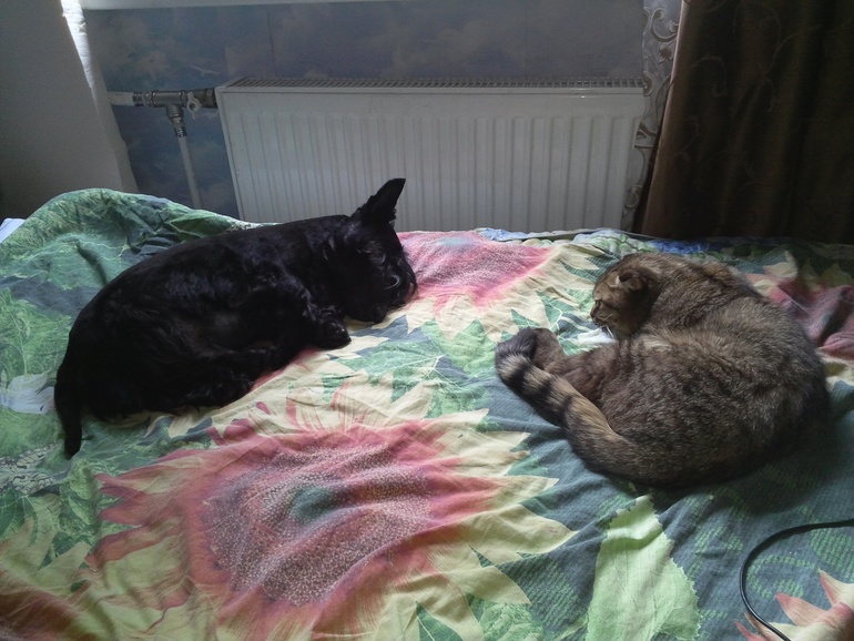 спят усталые игрушки:-)