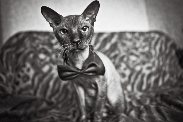 ну и я своих покажу)