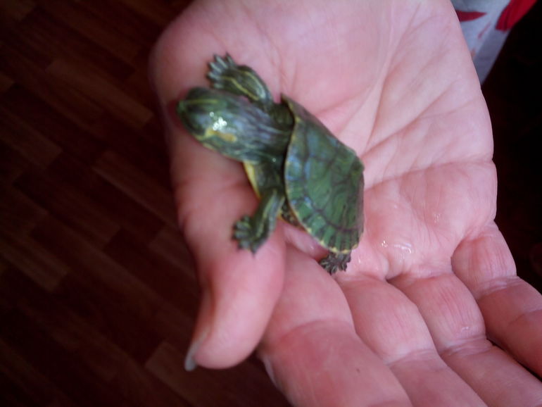 Черепашка???????????