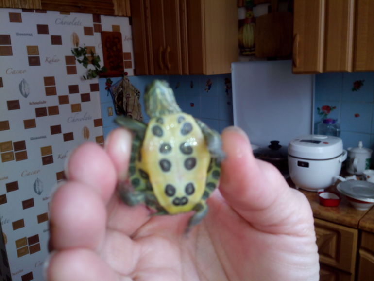 Черепашка???????????