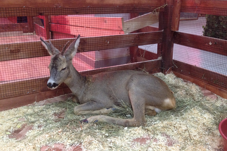Поездка в контактный зоопарк