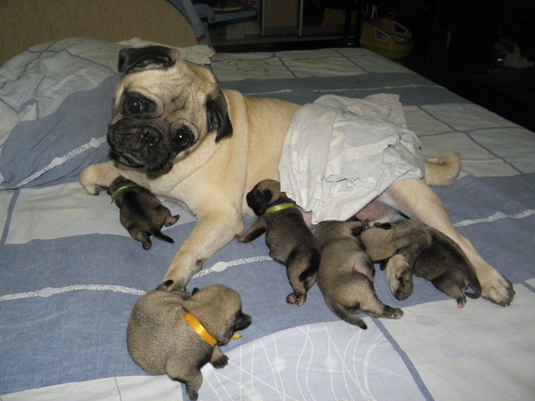 Самое прекрасное состояние любой женщины...даже мопсоженщины))))