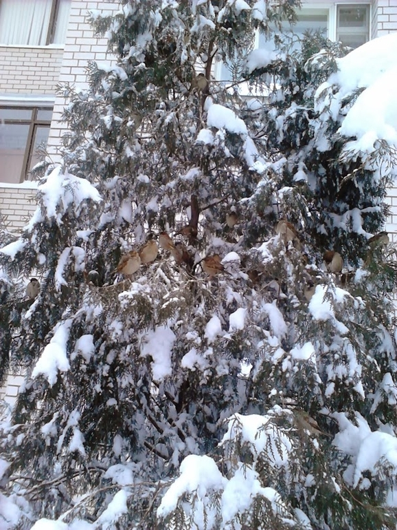 А в Волгоград пришла зима...