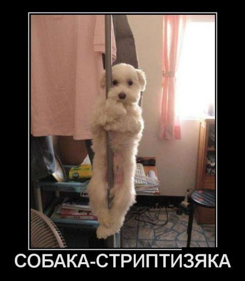Много, много, много фото-приколов