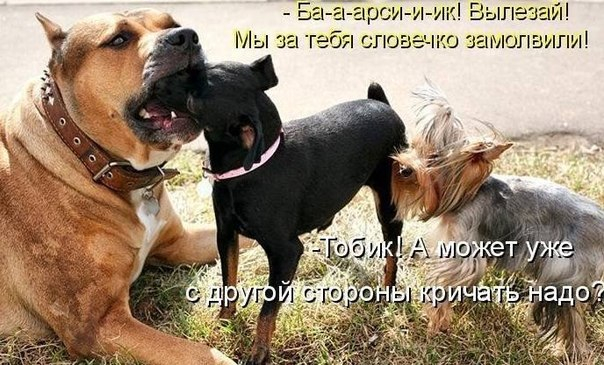 Много, много, много фото-приколов