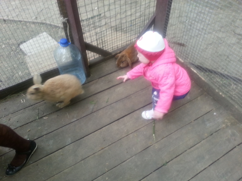 Контактный зоопарк ЖК Золотые ключи 2