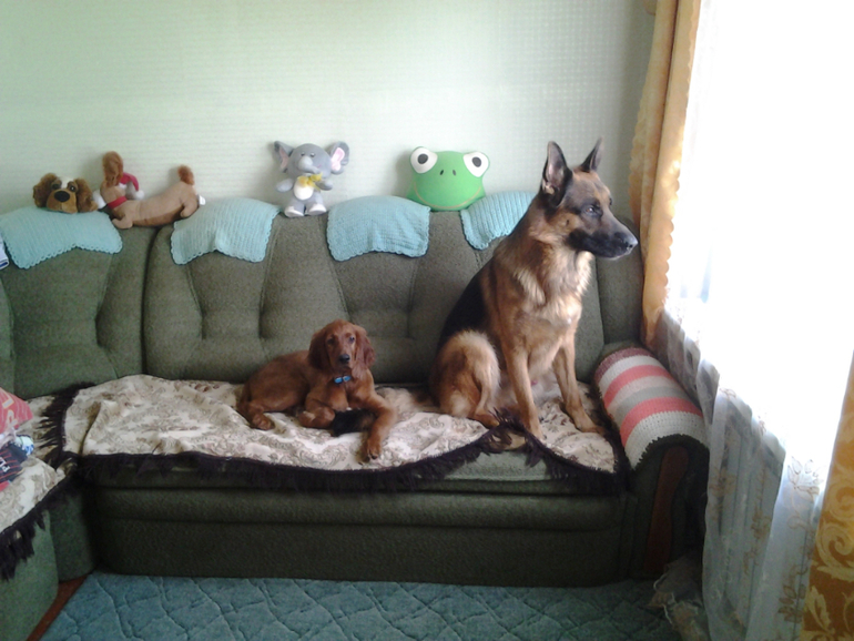 немец и сеттер,моя любовь!!!