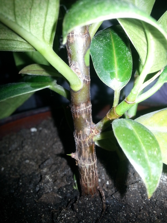 Приманочки.