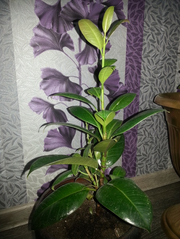 Приманочки.