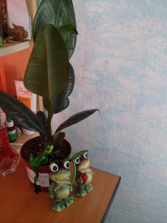 Решила купить фикус.)))))