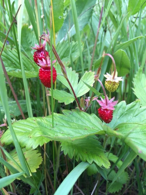 Земляника и мы