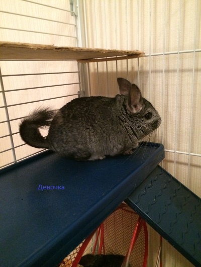 Две Шиншиллы