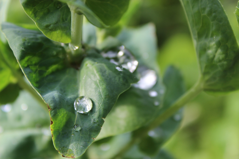 После дождичка))