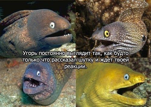 Улыбайся, улыбайся...)))