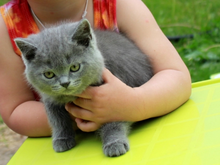 Котик, маленький мужичок:) 3500