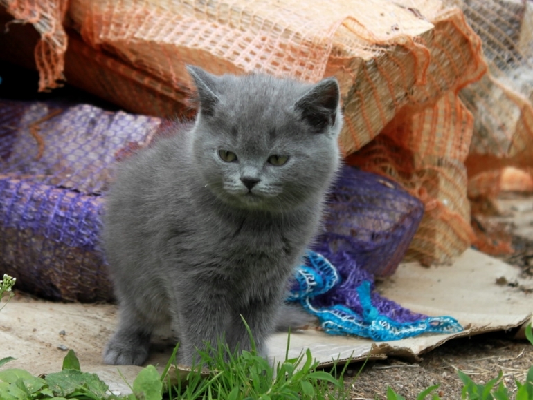 Котик, маленький мужичок:) 3500
