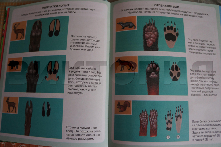 лесная энциклопедия от Махаона