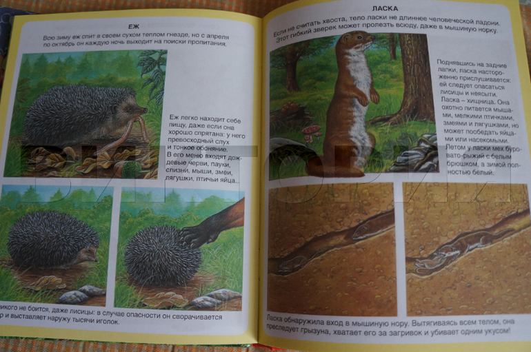 лесная энциклопедия от Махаона