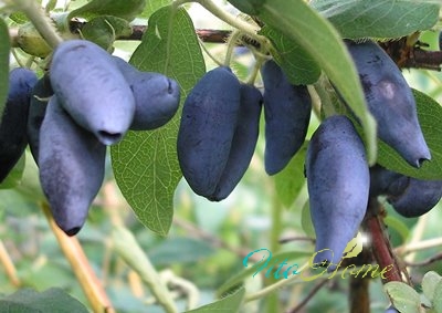 Жимолость-"Жизнь+молодость"