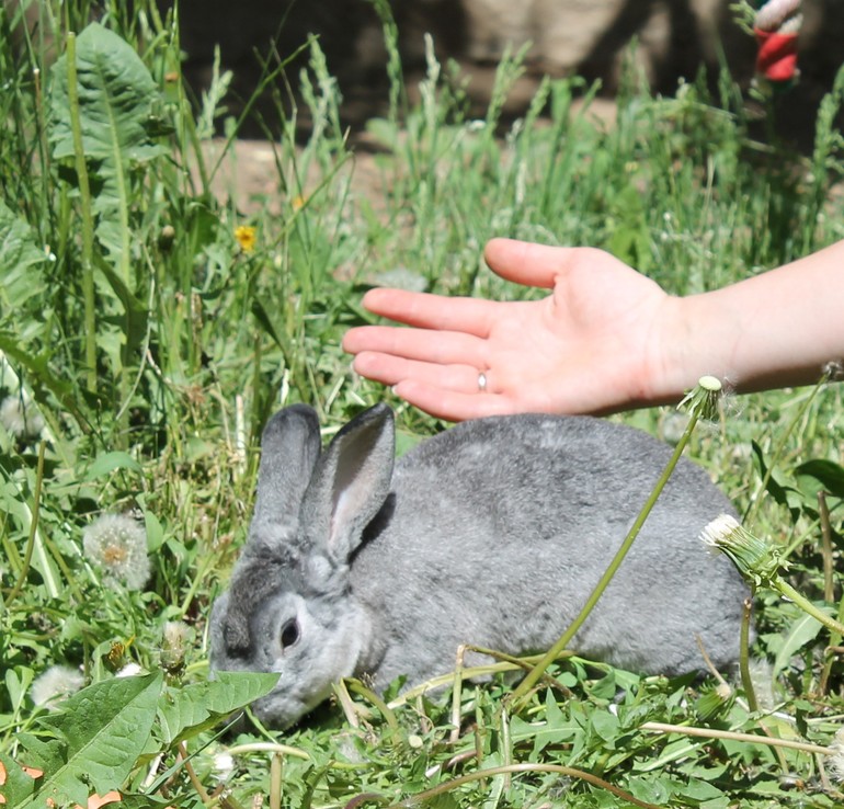 Крольчонок Марсик) 21.05.14г