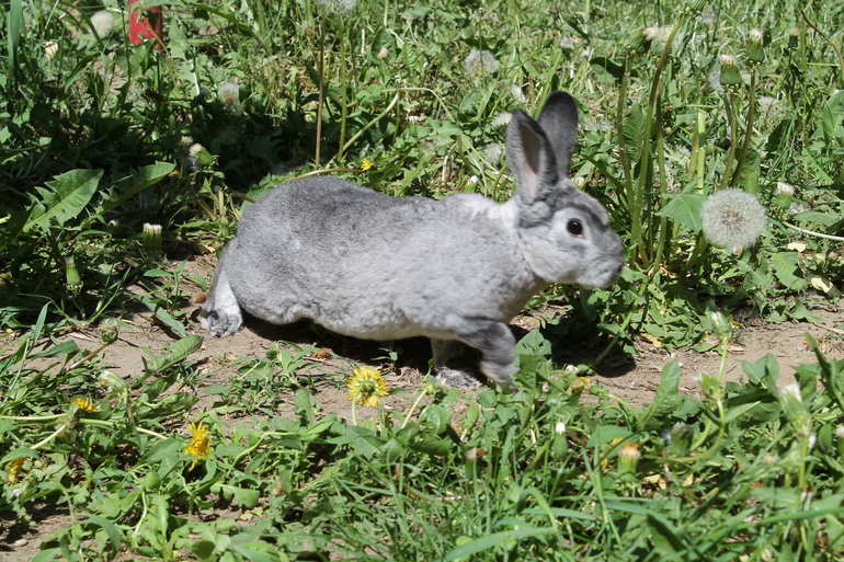 Крольчонок Марсик) 21.05.14г