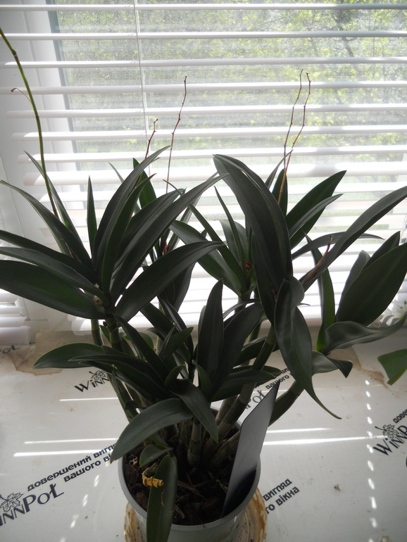 Вот это скорее всего и есть моё хобби