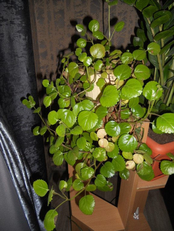 Вот это скорее всего и есть моё хобби