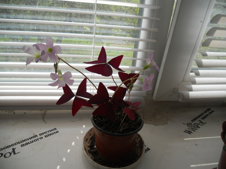 Вот это скорее всего и есть моё хобби