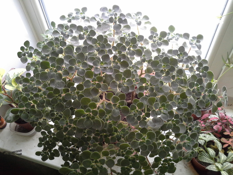 Вот это скорее всего и есть моё хобби