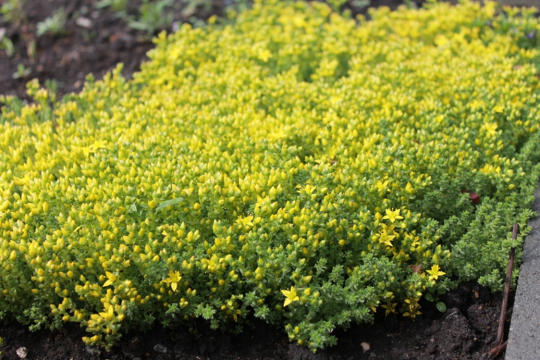 Немного фоток с нашей дачки.