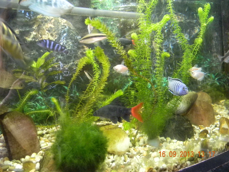 4 аквариума