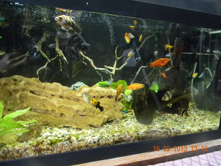 4 аквариума