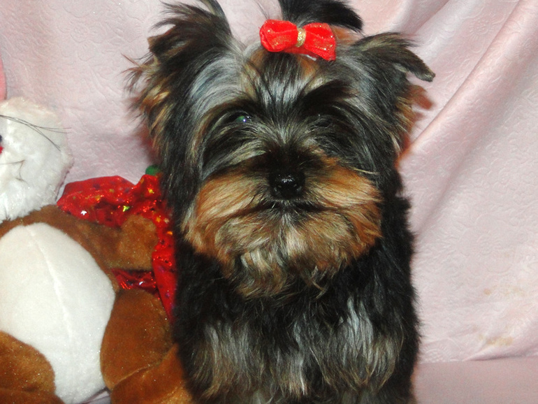 Еще один наш любимчик Барон